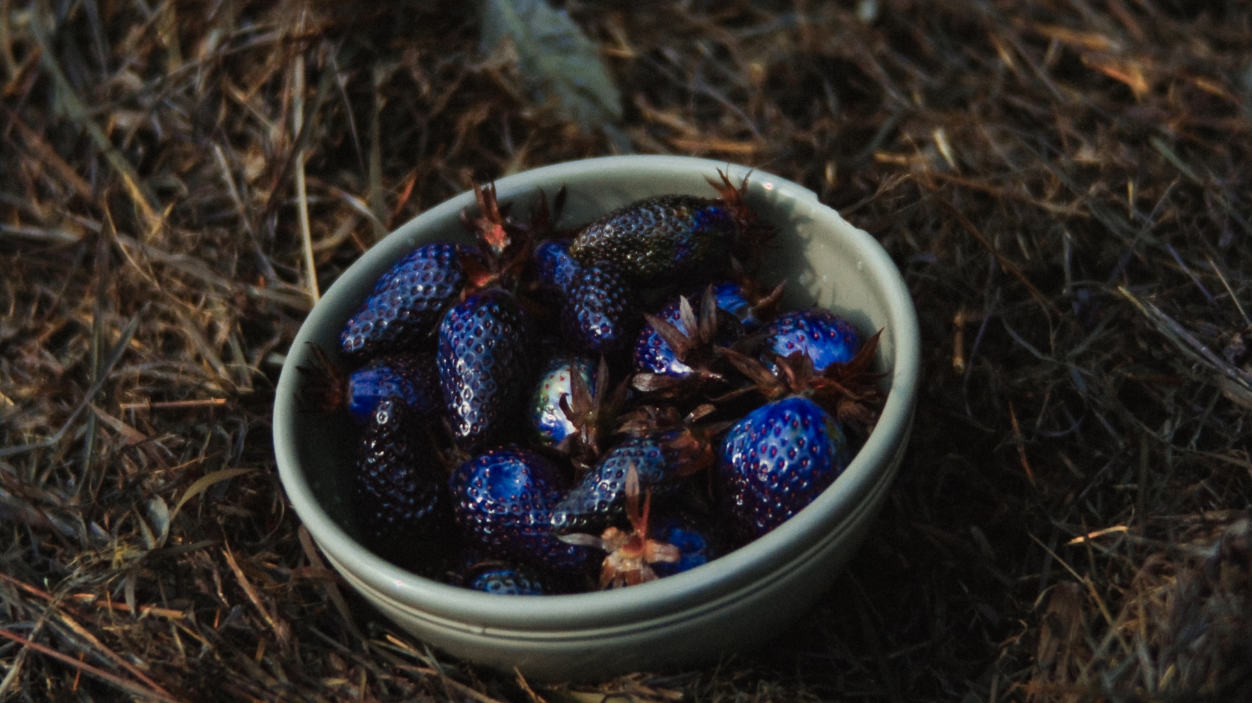 Insect Vision : blue strawberries !?